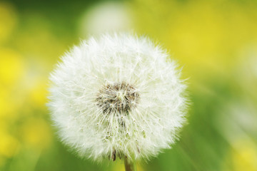 Pusteblume