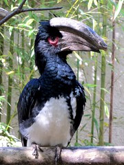 oiseau