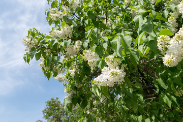 White lilac
