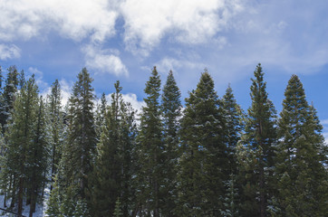 Snowy Pines