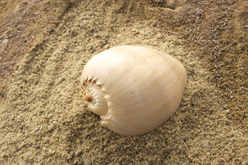 раковина морская