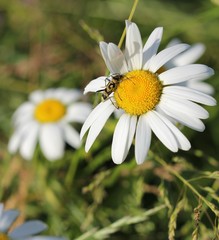 margherita con insetto