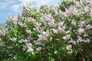 Lilac blossoms