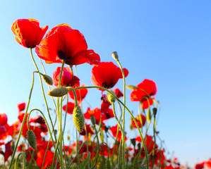 poppies