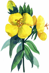 꽃 수채화
