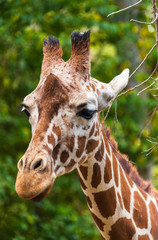 giraffe closeup portrait