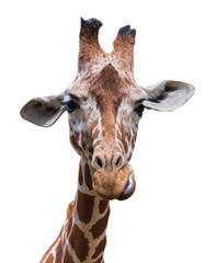 Fototapeta premium Portrait of a giraffe isolated