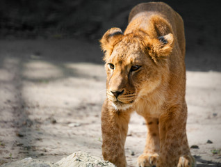 portrait of a young lioness on nature