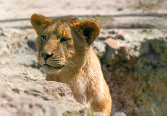 portrait of a young lioness closeup