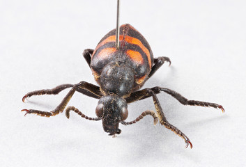 Blister beetles - mylabris phalerata
