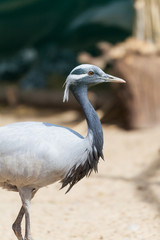 portrait of a young African stork