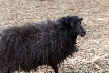 Obraz premium young sheep