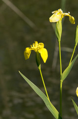 yellow iris