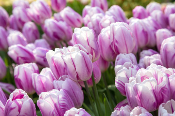 Fototapeta premium white-pink tulips with water drops