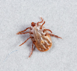 Female rhipicephalus sanguineus