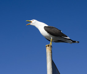 Seagull on a stick