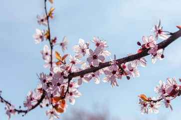 beautiful pink flowers on a branch