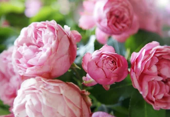 Wandcirkels Pioenrozen Pioenrozen  © Friedberg