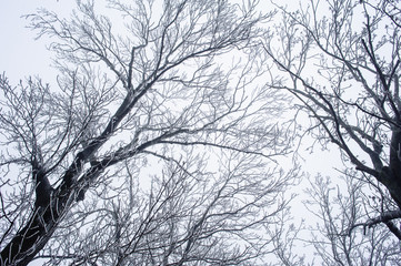 Fototapeta na wymiar Branches of trees