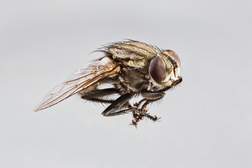 Sarcophaga species