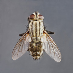 Sarcophaga species