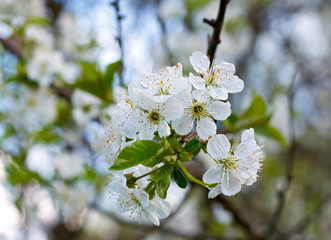 The apple tree