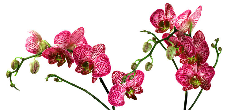 Orchidea