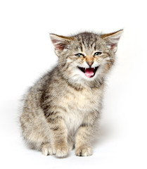 Obraz premium Cute tabby kitten