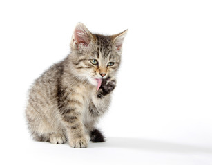 Cute tabby kitten
