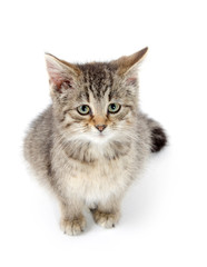 Obraz premium Cute tabby kitten