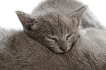 Cute gray kitten