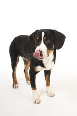 Obraz premium Entlebucher Mountain Dog