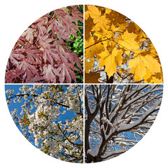 Bilder und Videos suchen: "4 jahreszeiten"