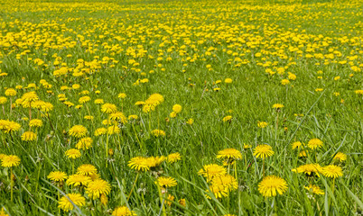 Large field of dandelion flowers