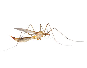 mosquito isolated on white
