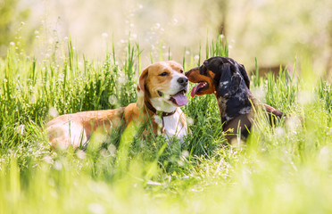Two purebred dogs lying together on green lawn