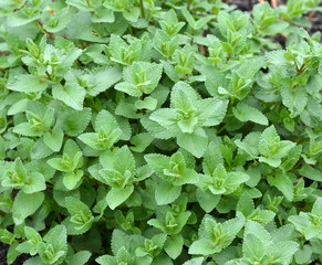 menthe poivrée © rachid amrous