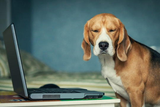 funny Sleepy beagle dog near laptop