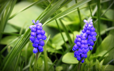 Kleine Traubenhyazinthe