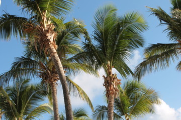 palm trees  tropical travel against sky stock, photo, photograph, image, picture, press, 