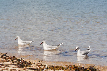 Three seagulls