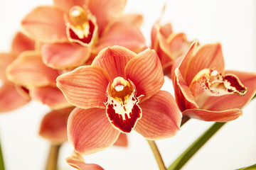 cymbidium orchid