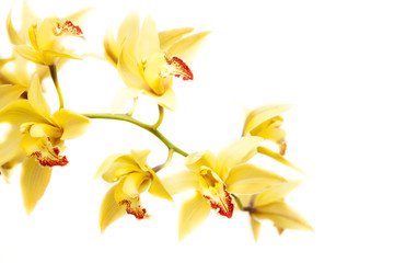 cymbidium orchid
