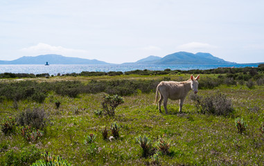 Fototapeta premium Donkey in Asinara island in Sardinia, Italy