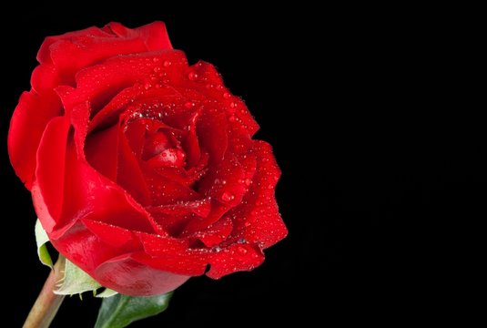 red rose on black background, valentine day and love concept