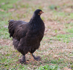 Black hen