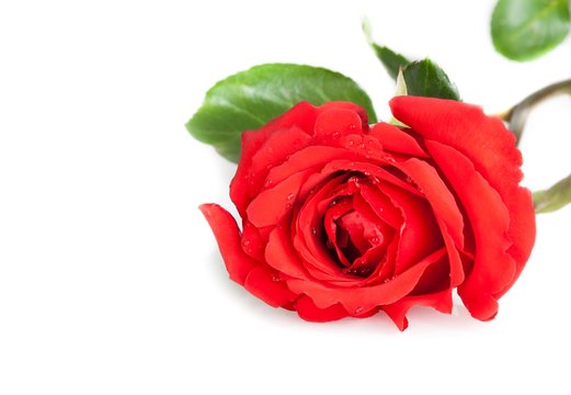 red rose with leafs on white background with space for text