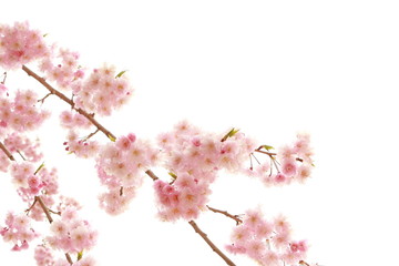 枝垂れ桜