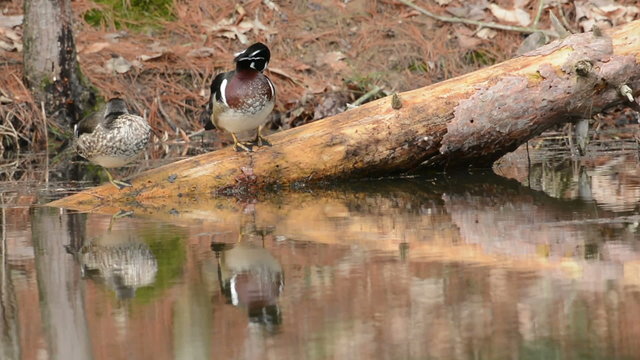 wood duck perched on a fallen log on the shore of a small pond