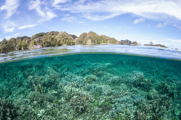 Fototapeta na wymiar Pacific Coral Reef 3